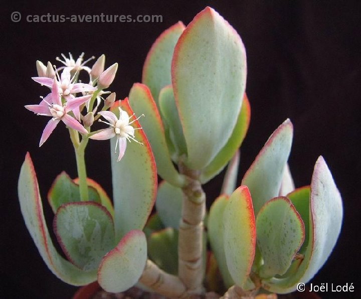 Crassula 'Blue Hale' Dscf0421